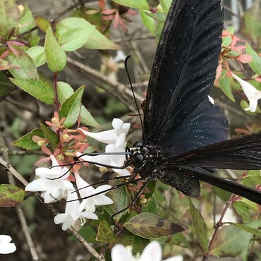 蜜を吸っていますね〜。少し羽が欠けていました。