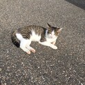 危ない場所にいます。甘えん坊です。