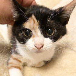 『Terra里親会猫部』