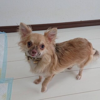 陽気なはちべいくん