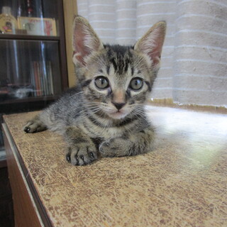 お目目クリクリの元気な男の子です