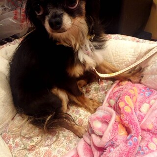 怖がりだけど甘えん坊のあおくん