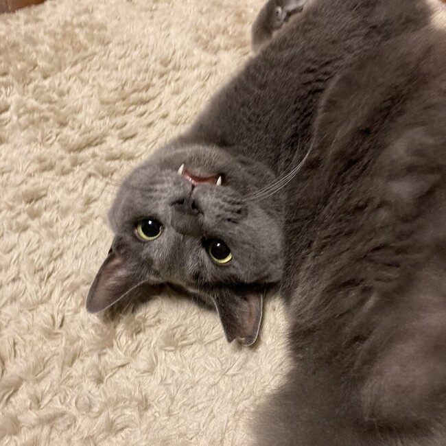 ぼうげつのカバー写真