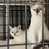 かわいいシャム系ミックスのはなちゃん サムネイル5