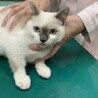 かわいいシャム系ミックスのはなちゃん サムネイル6