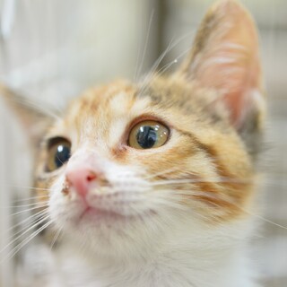 人懐こく元気な食いしん坊みぃちゃん