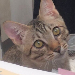 大野城市より元気いっぱいなキジ子猫