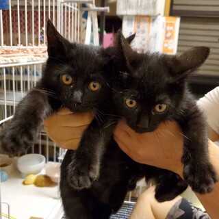 抱っこ大好き！甘えん坊仔猫！黒猫兄弟