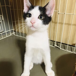 【仲良し兄弟】ハチワレ前髪の白黒猫。ドリーくん