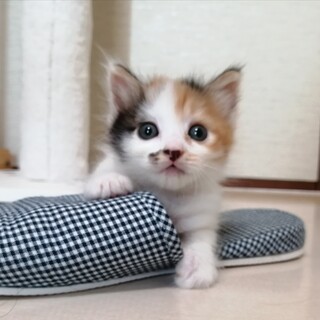 フワフワミケちゃん