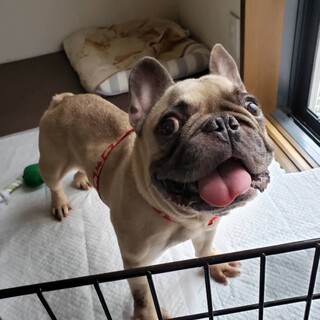 優しいフレブル✩ベス君