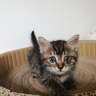 キュートな丸顔のキジトラちゃん