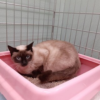 里親決定！：仮名・ジャム♀（避妊済）