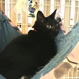 猫エイズキャリアにご理解のある方求む！