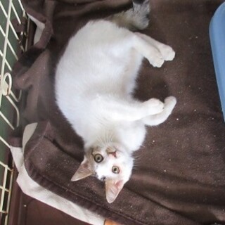 里親決定！：仮名・ムギ♂