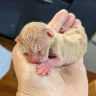 生まれたばかりと思われる子猫
