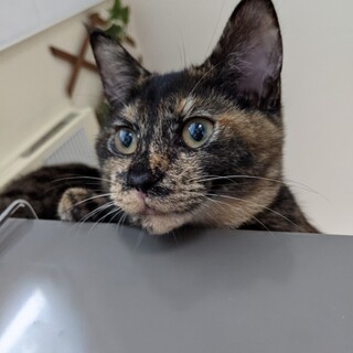 おめめクリクリ♡　おしゃべりさんな　ハットリ♀