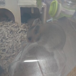 ゴールデンハムスター里親募集