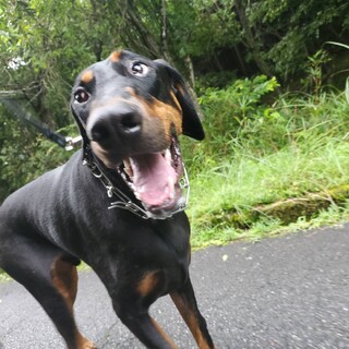 里親募集　　♂ドーベルマン一歳半