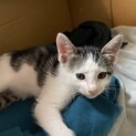 子猫が生まれた