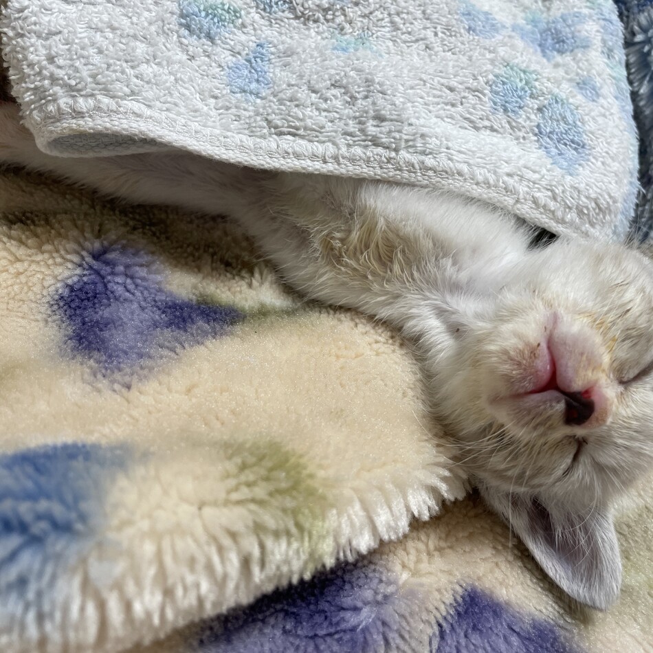 こむぎのカバー写真
