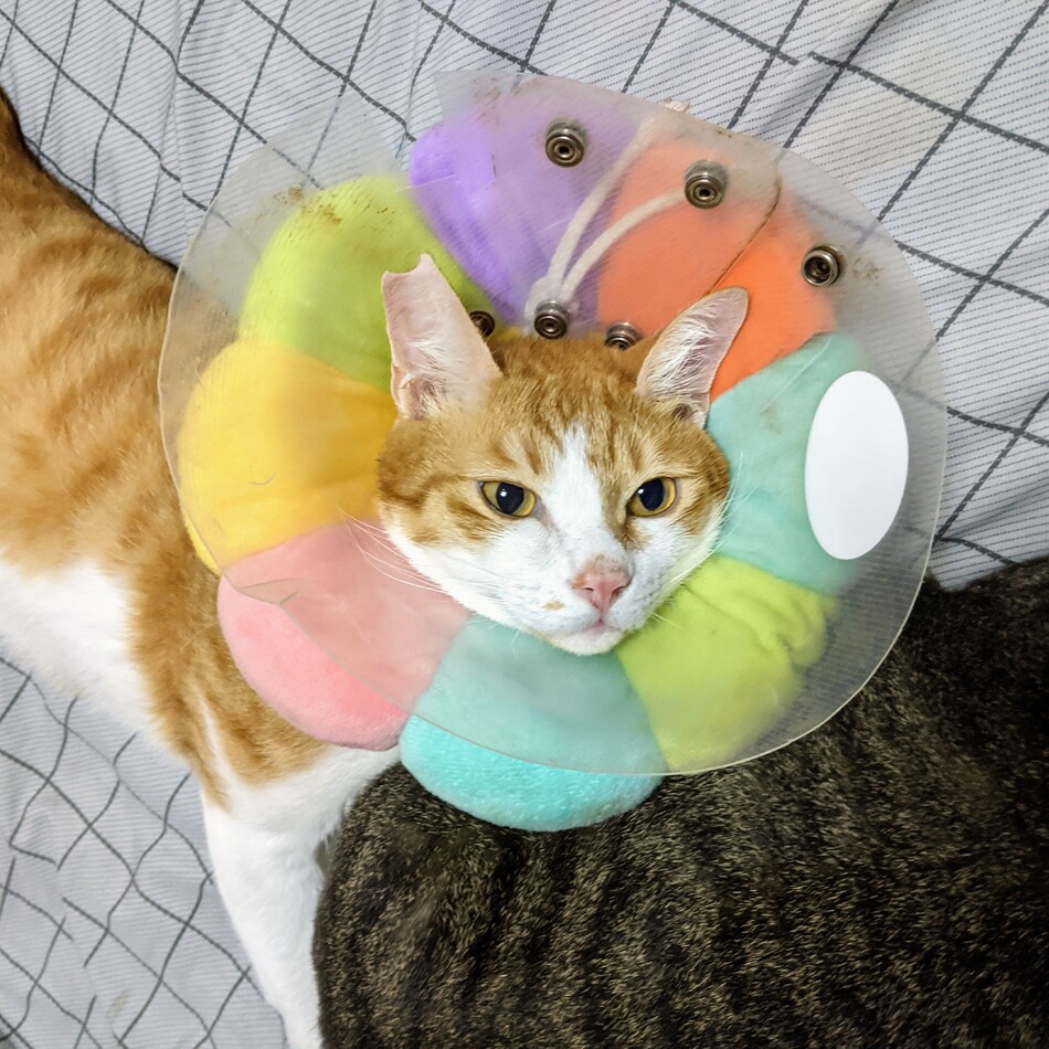 保護猫　ルルのカバー写真