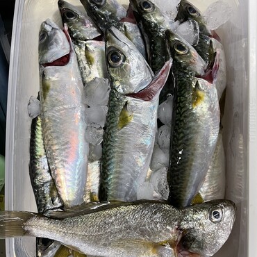 お魚パーがイマイチ盛り上がらない 雷ジイ(ｰｰ;) 体調かな？いえいえ 単純に興味のある魚が無かった！熟成イシモチに燃え上がる！