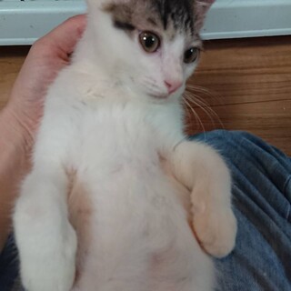 【ピグ】おかげさまで里親様が決まりました。