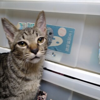 人馴ればっちりキジ猫さん