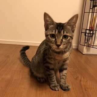 ナデナデ好きなトキちゃんキジトラ♀