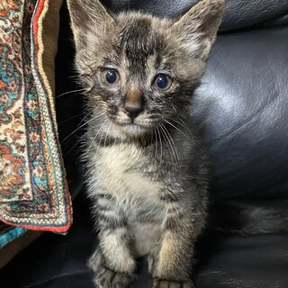 生後8週・アビシニアン風甘えん坊姫