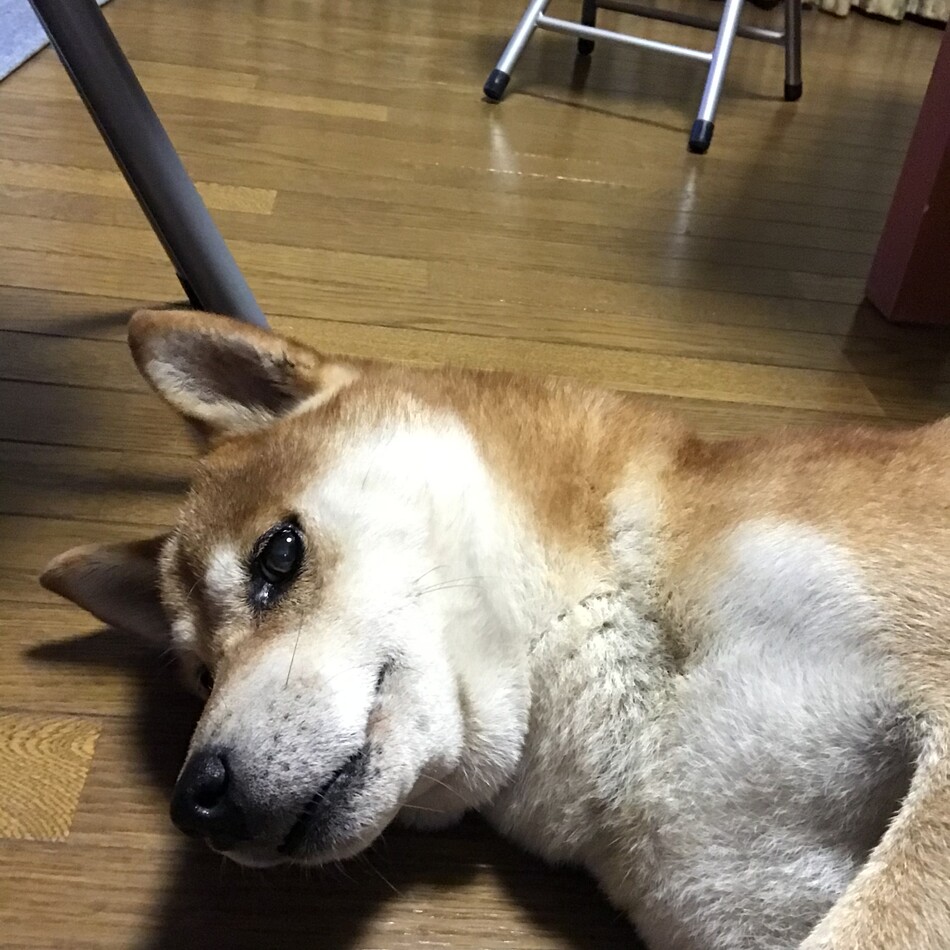 ロッキーのカバー写真