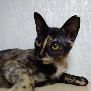 遊び大好きサビ猫さん