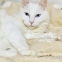 ○綺麗な瞳の美猫さん♡白猫しーちゃん○