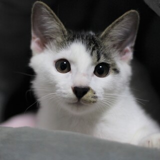 青参道の子猫たち②ちょっとビビリな参ちゃん
