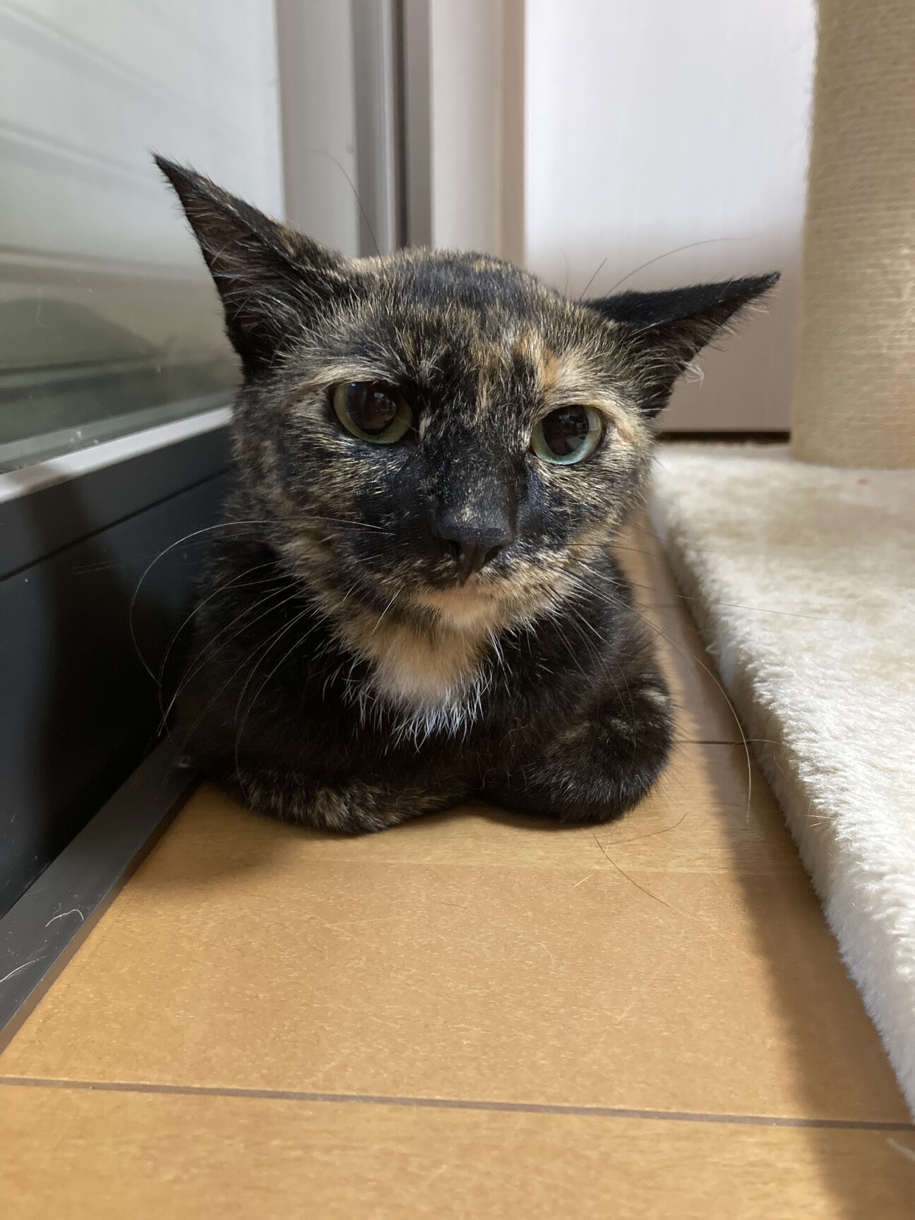 サビ柄の美人猫 イチイち 千葉県 猫の里親募集 ペットのおうち 月間利用者150万人 サビ柄の美人猫 イチイち 千葉県 猫の里親募集 ペットのおうち 月間利用者150万人