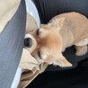 彼のお迎え待ち。待ちくたびれて膝の上で眠り始めた時