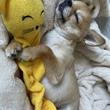 お気に入りのおもちゃで遊んで寝落ち…(笑)