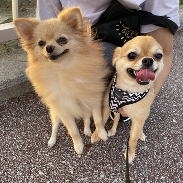 美人なスズちゃんとお散歩^^スズちゃんパパ見つけると尻尾振って寄っていく(笑)