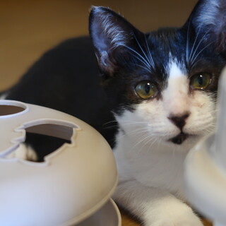 4月生まれの子猫