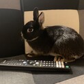 黒いネザーランドドワーフ