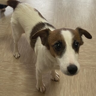 小ぶりでいつもニコニコのジャックの女の子