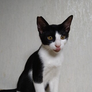 懐っこいハチ割れちゃん