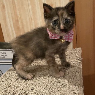かわいいサビ猫ちゃん