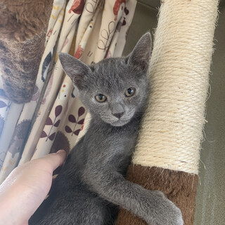 生後2ヶ月の子猫の兄妹 メス