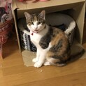 センター分けミケ、モンちゃん5ヶ月
