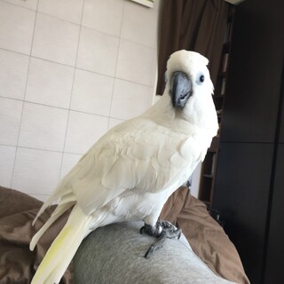 キバタン　里親募集