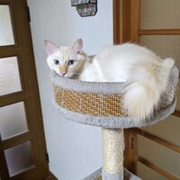 保護猫　バイデン