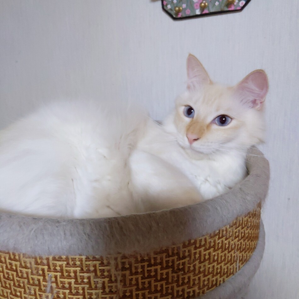 保護猫　バイデンのカバー写真