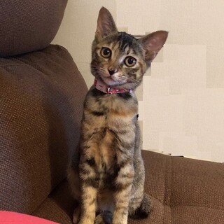 運命の里親様を探しています